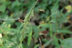 Desmodium gangeticum